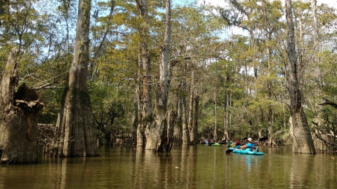 Kayakers paddling under cypress trees in bayou