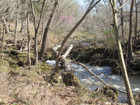 Pennington Creek in Spring