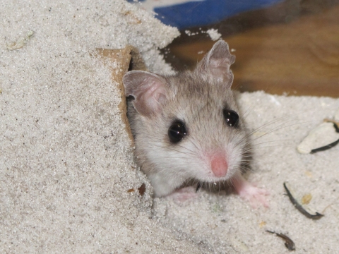 Perdido Key beach mouse sticking its head out from a human-made shelter covered in sand
