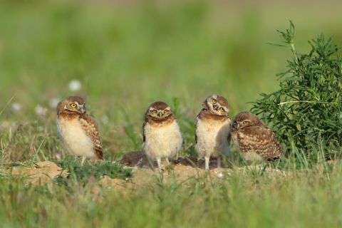 four burrowing owls, light colored chest, brown speckled wings, and yellow eyes