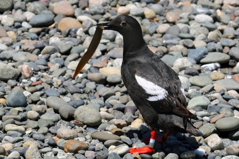 Leg Banded Pigeon Guillemot With a Fish