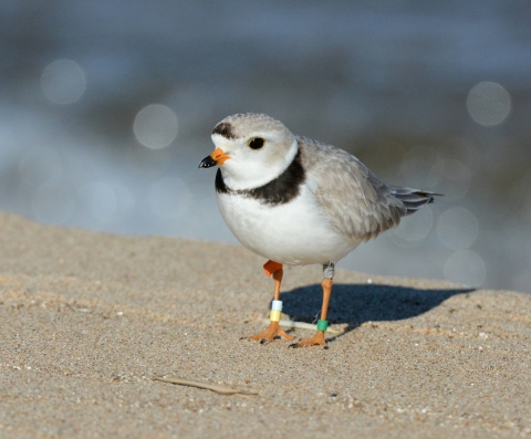 Lone piping plover, with leg bands, standing on sand