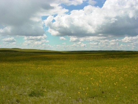 Green prairie with scattered yellow flowers