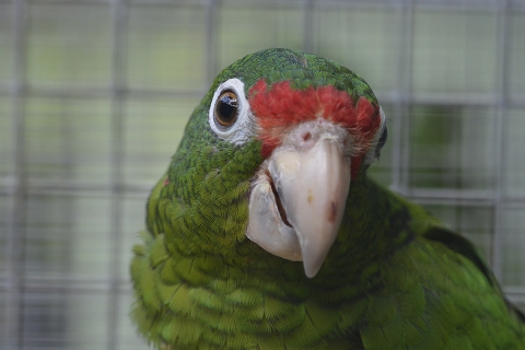 Puerto Rican parrot
