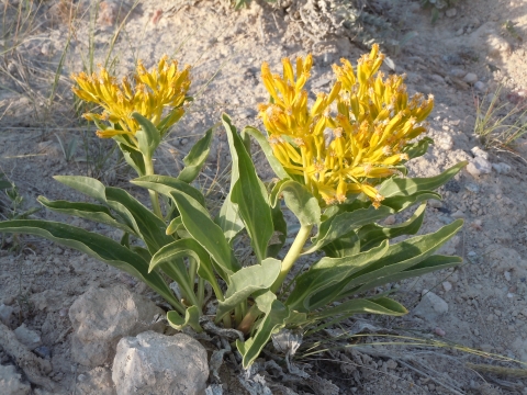 A yellow-flowered desert yellowhead plant protruding from dry, bare soil. 