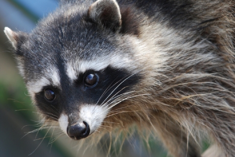 Racoon Close-up