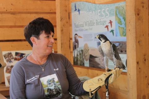 A Wildlife Rescue Speialist Handles a Pregrine Falcon