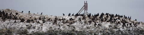 Rocky Refuge Island With Over 100 Cormorants and Other Birds