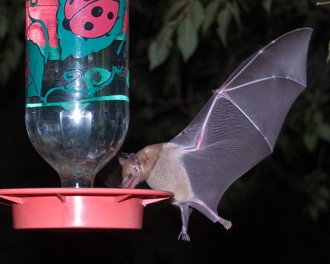 A lesser long-nosed bat drinks from a hanging hummingbird feeder.