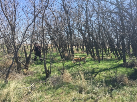 A dog and man walk through previously burned trees, in green grass.