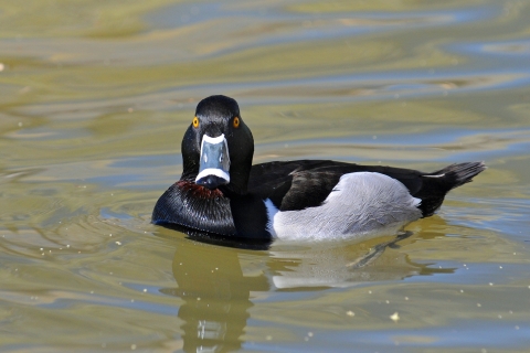 A Ring-necked Duck Floating on the Sea