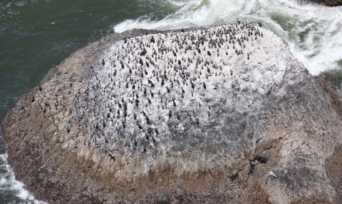 A Rugged Coastal Island with a Colony of Cormorants