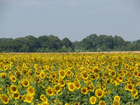 A large field planted in sunflowers which are in full bloom.