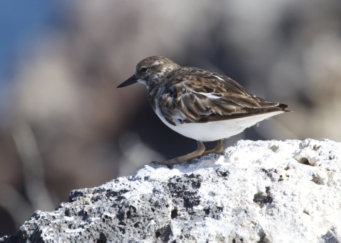 A ruddy turnstone stands on a white rock, looking to the left of the photo.