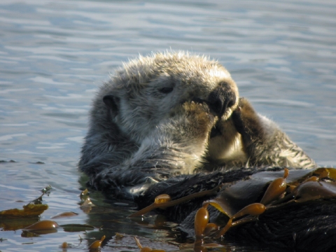 A Sea Otter Wraps Itself in Kelp