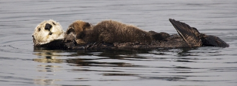 Sea Otter with a Pup