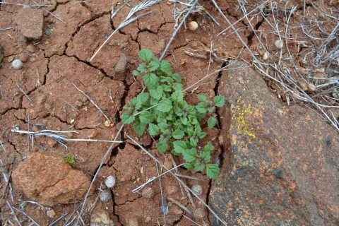 Small, low-lying plant with small green leaves. The soil is reddish and cracked.