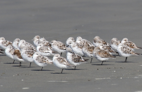 A Flock of Sanderlings Standing in Formation on a Sandy Beach