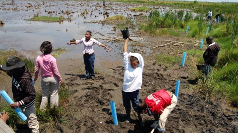 Elementary age students planting cypress at the edge of a marsh