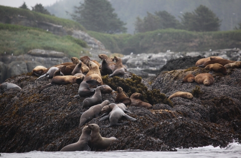 Sea Lions on a Rocky Coastal Island