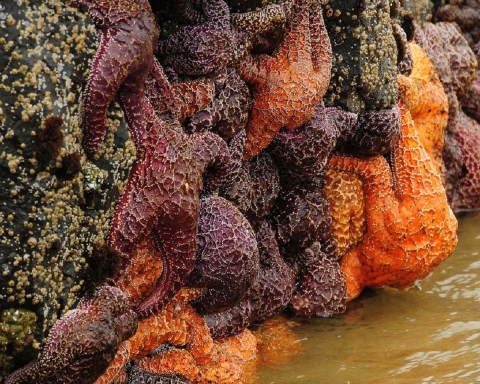 Sea Stars Cling to the Rocks in the Ocean Current
