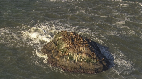 Sea Lion Colony on a Small Rugged Island