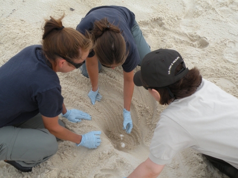 Three people on a beach, kneeling around a partially excavated sea turtle nest