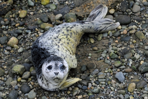 Seal Pup Resting on a Gravel Beach on Protection Island