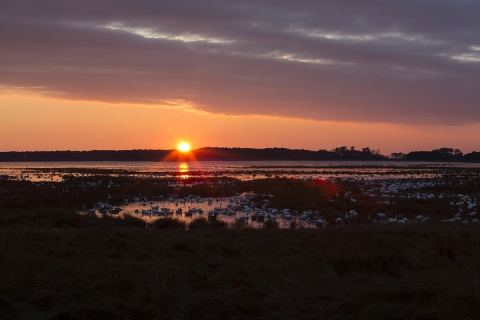 A flock of snow geese rest in the marsh as the sun sets in the distance.