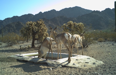 The Sonoran pronghorn stand at a structure built in the ground that contains water. There are plants and mountains in the background.