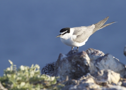 A sooty tern stands on a rock that overlooks the water. Blue ocean sits in the background as a green bush to the side is out of focus. 