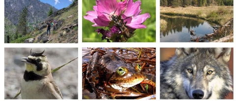 Grid of various animals and plants