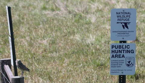 Burrowing owl on hunt sign at Lacreek NWR