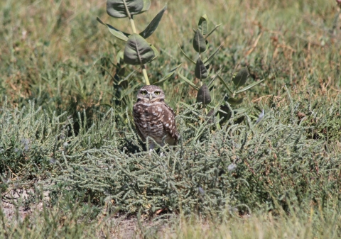 Burrowing owl at Lacreek NWR