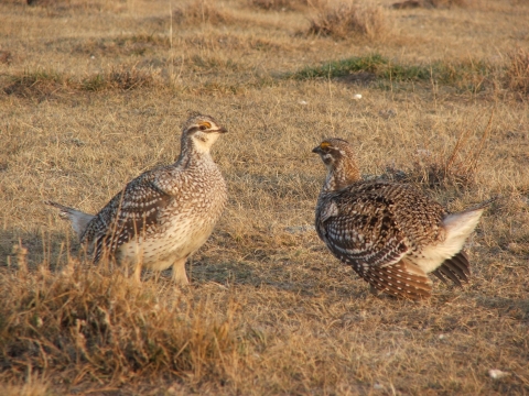 Sharp-tailed grouse on lek at Lacreek NWR
