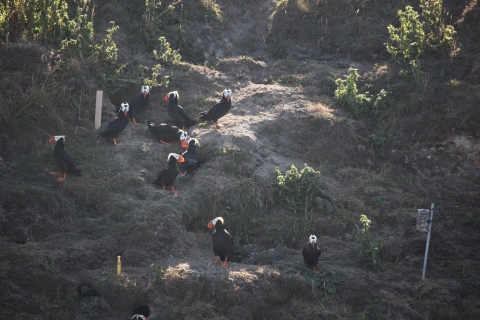 Tufted Puffins Outside Their Burrows in a Research Plot on Protection Island