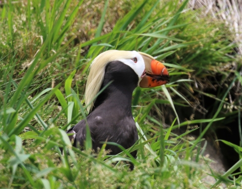 A Tufted Puffin Pauses at a Burrow Entrance