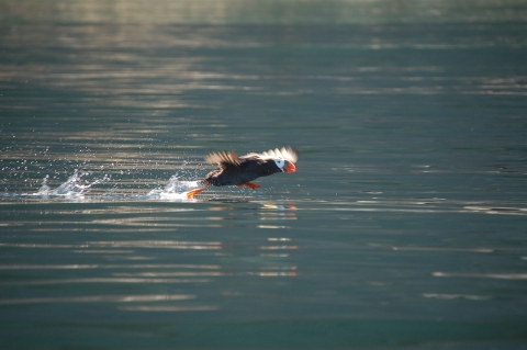 Tufted Puffin Skims the Water's Surface as it Takes Flight