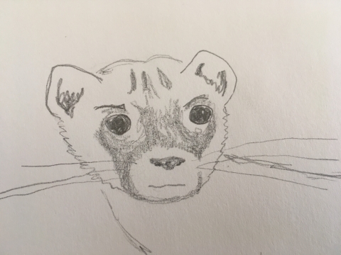 A pencil drawing of an angry black-footed ferret