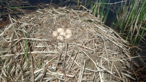 Trumpeter swan nest at Union Slough NWR