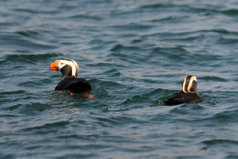 A Pair of Tufted Puffins Swims Near Protection Island