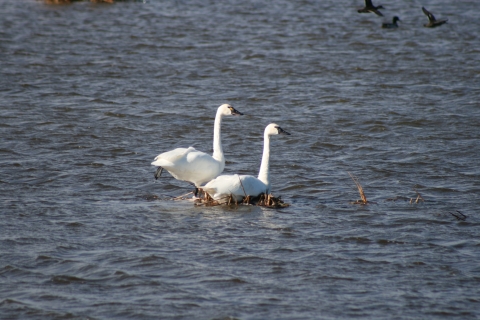Two large, long necked white birds swim in a lake.