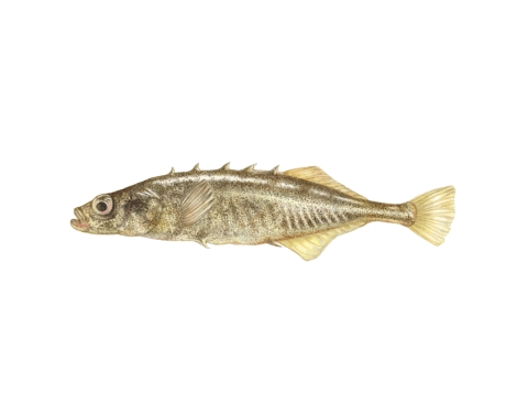 Watercolor illustration of a brook stickleback, a non-native, minnow-sized fish that has invaded refuge wetlands.