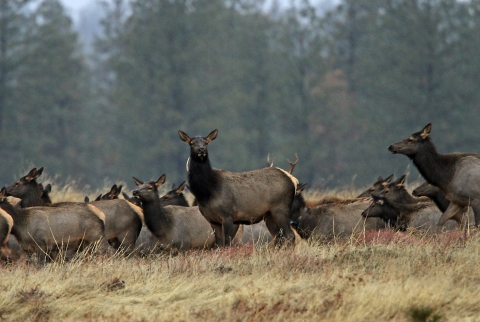 A herd of Rocky Mountain elk are occasionally spotted during the early morning hours at Turnbull National Wildlife Refuge.
