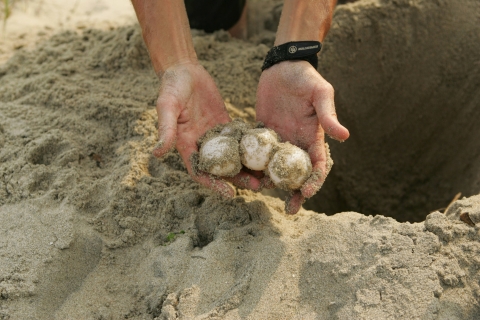 Sea turtle eggs held in a hand by someone kneeling on a beach