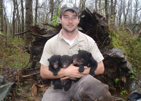 Male USFWS biologist holding four Louisiana black bear cubs in front of a downed hollow tree