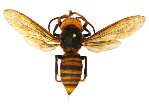 Asian giant hornet spread out on a pin on white background