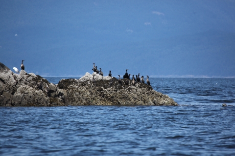 Cormorants on Viti Island