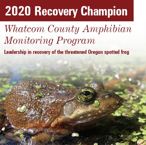Graphic for 2020 Recovery Champion Whatcom County Amphibian Monitoring Program