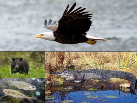 Four-photo collage: a bald eagle, an American alligator, a Louisiana black bear and two Oregon chub fish